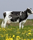 A hollandiai Frízland területéről származó tejelő típusú lapálymarha szelekciójával és párosításokkal alakult ki ez a fajta a német gazdák tenyésztésével.